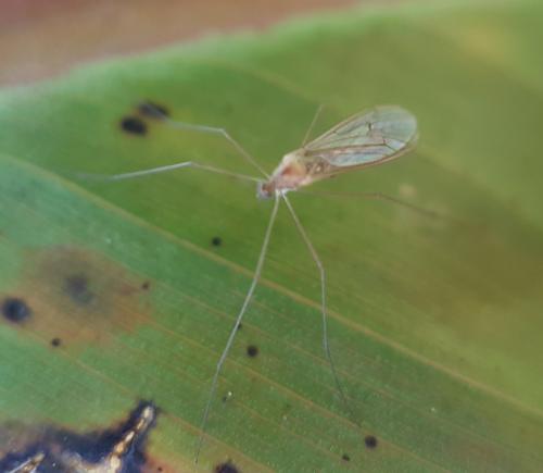 Trichocera sp.